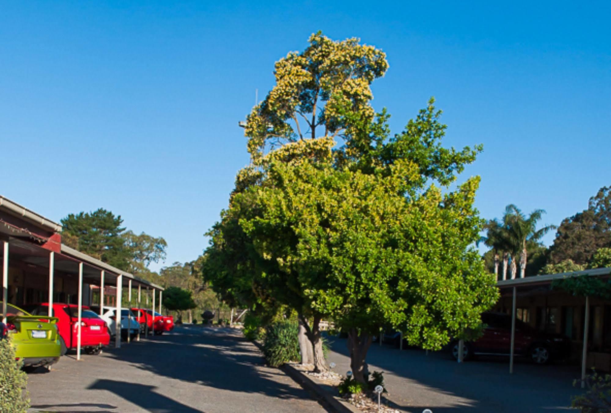 Angaston Vineyards Motel Exterior photo